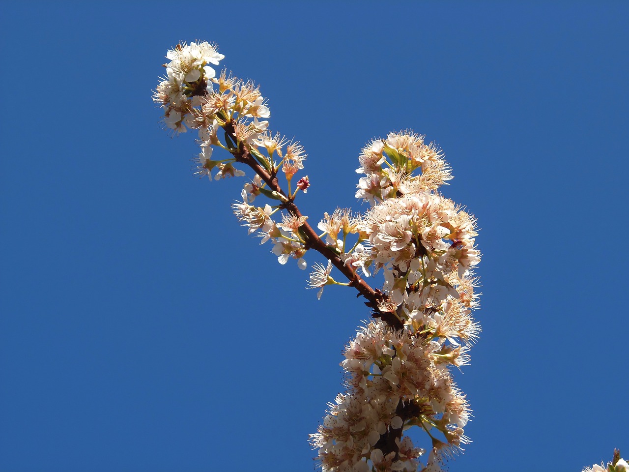 pear blossom flowers peral free photo