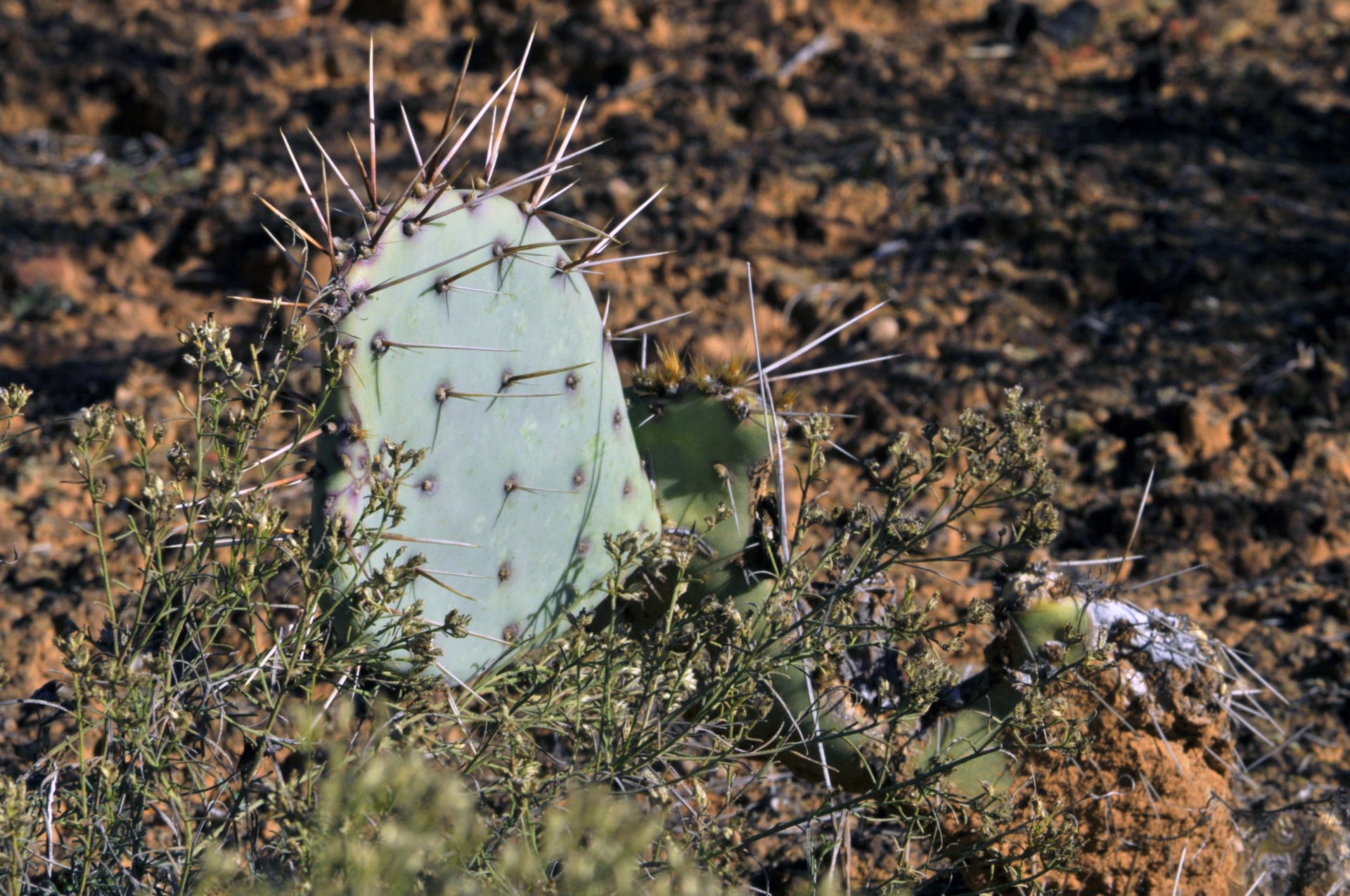 cacti cactus pear cactus free photo