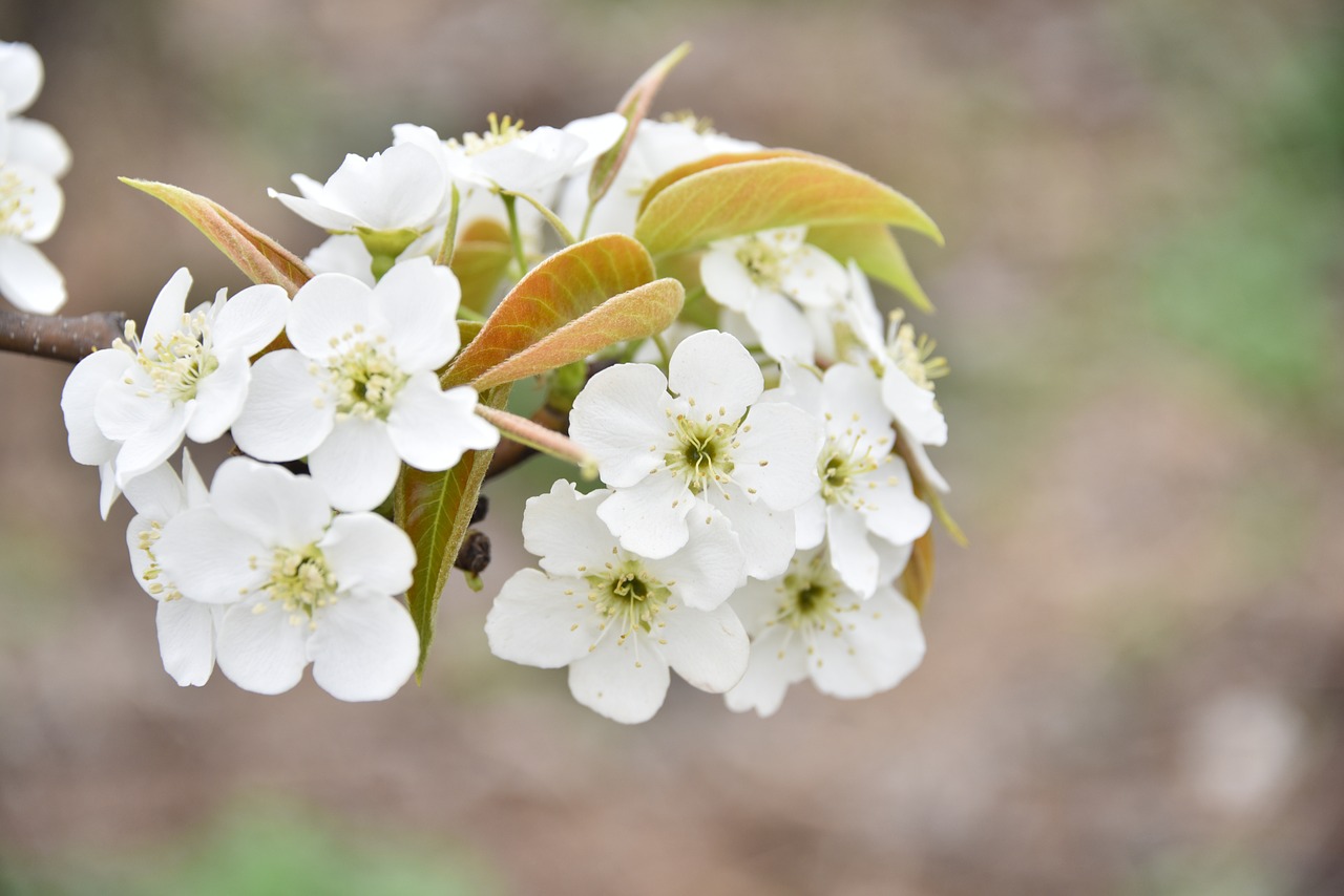 pear flower orchard white free photo