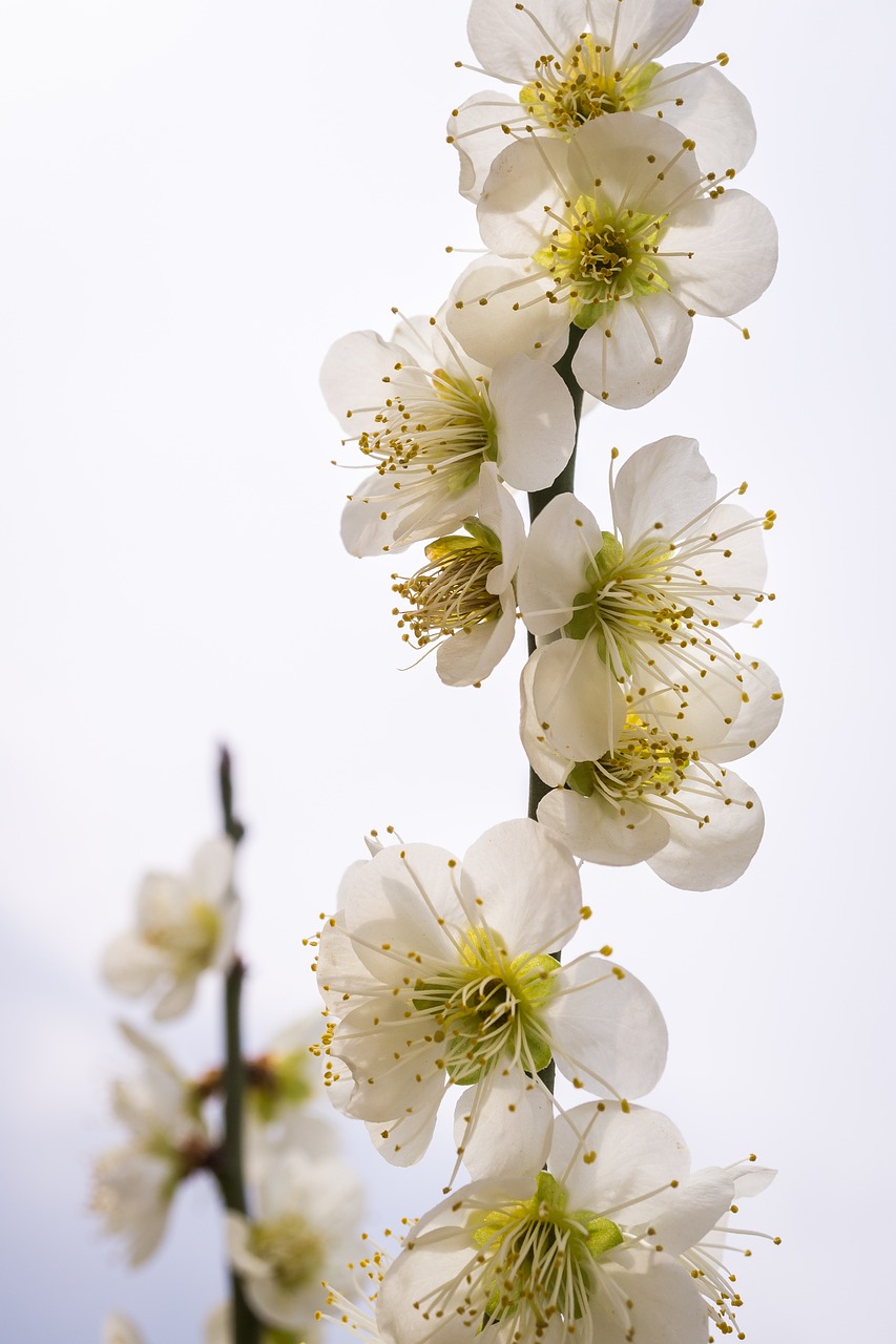 pear flower flowers nature free photo