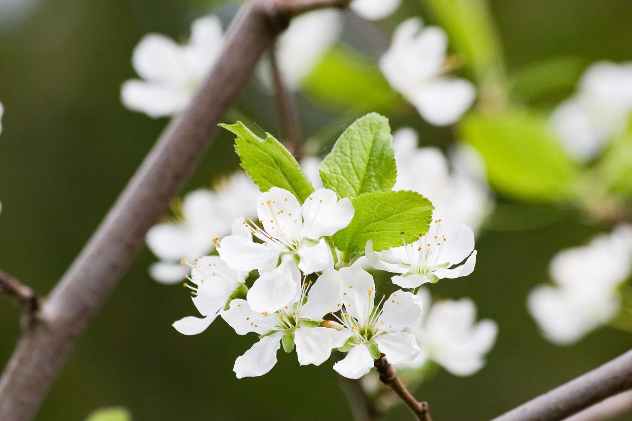 pear flowers  bouquet  beautiful free photo