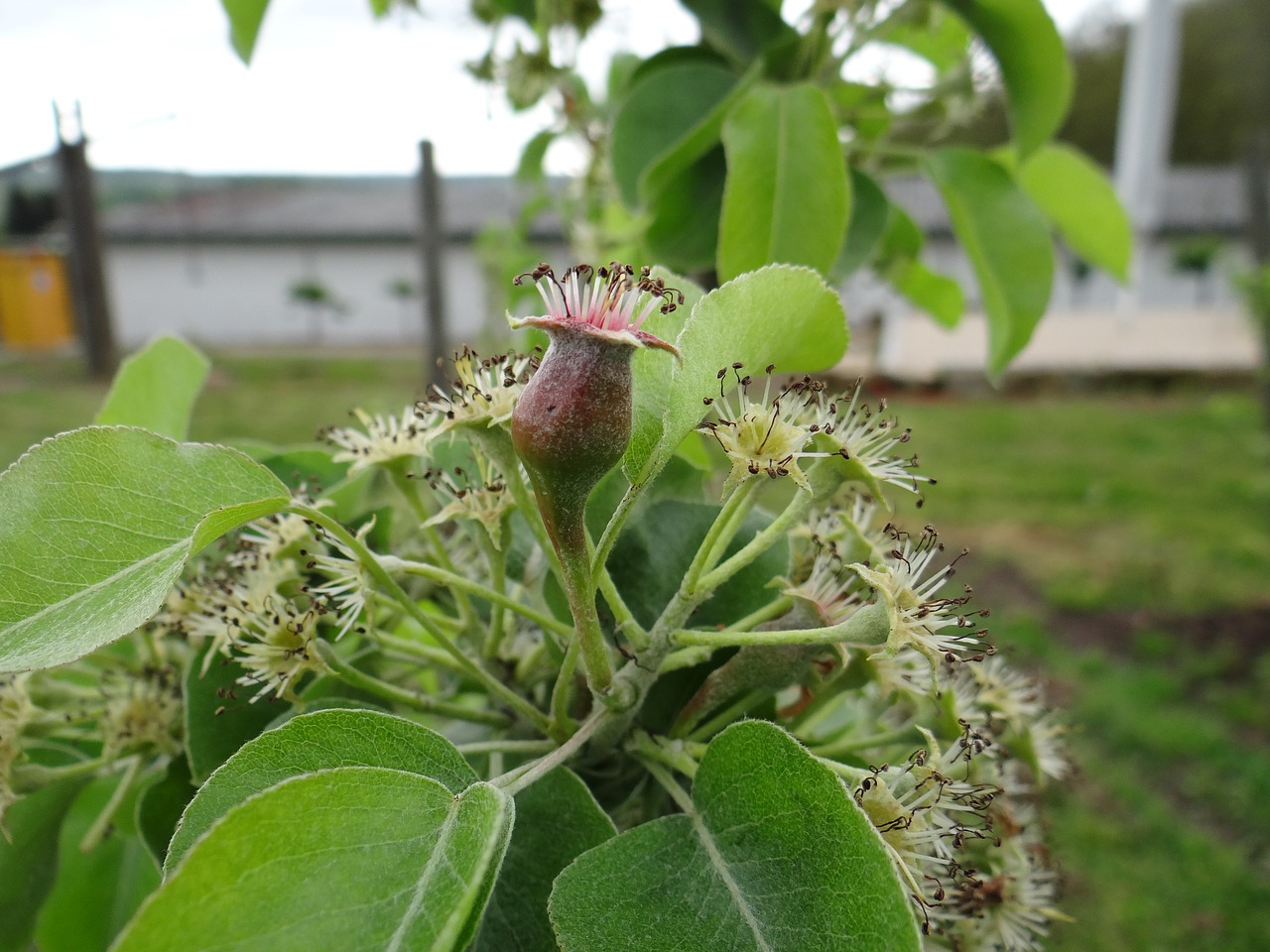 pear grows pear tree free photo