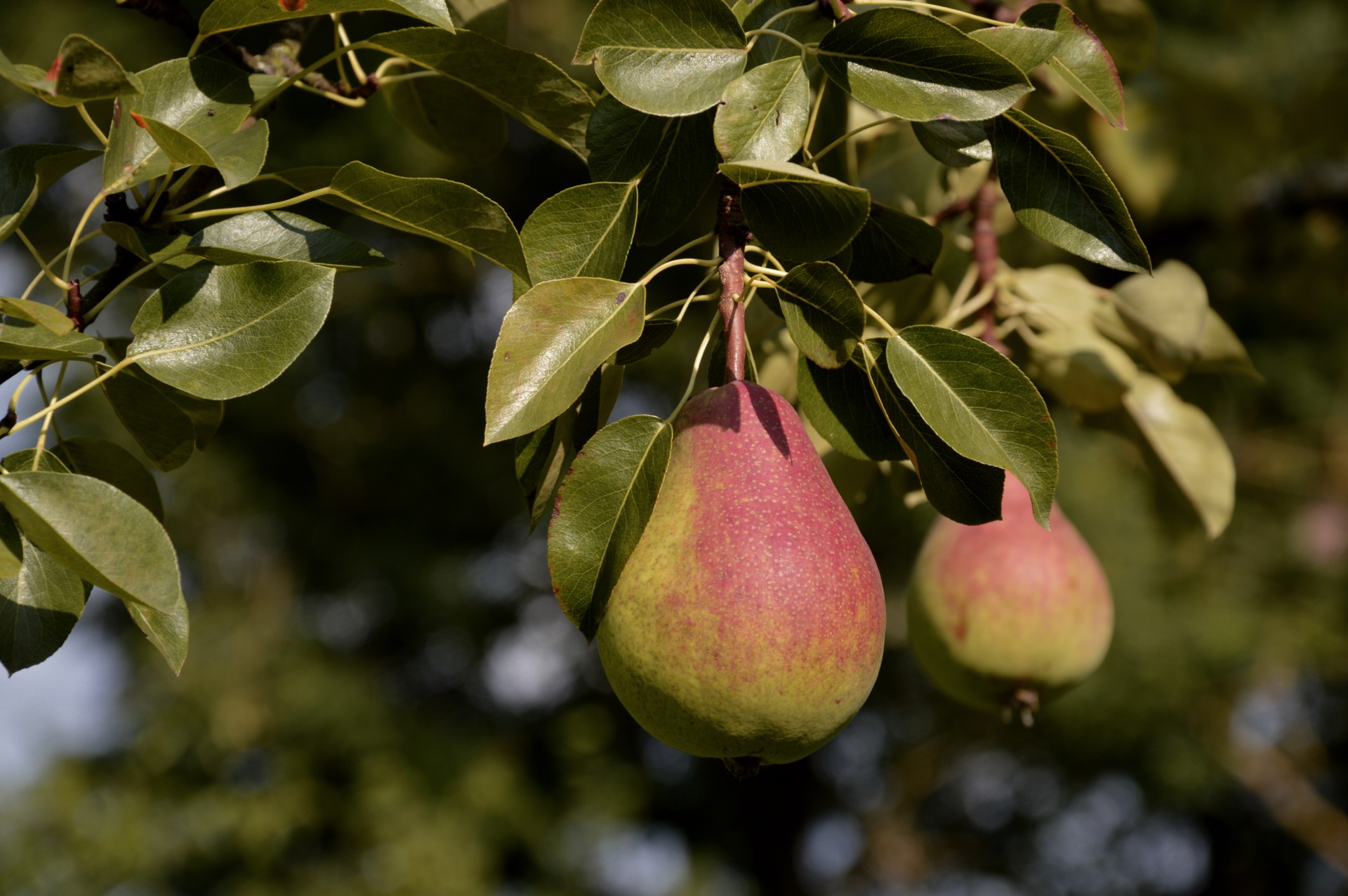 pears pear tree free photo