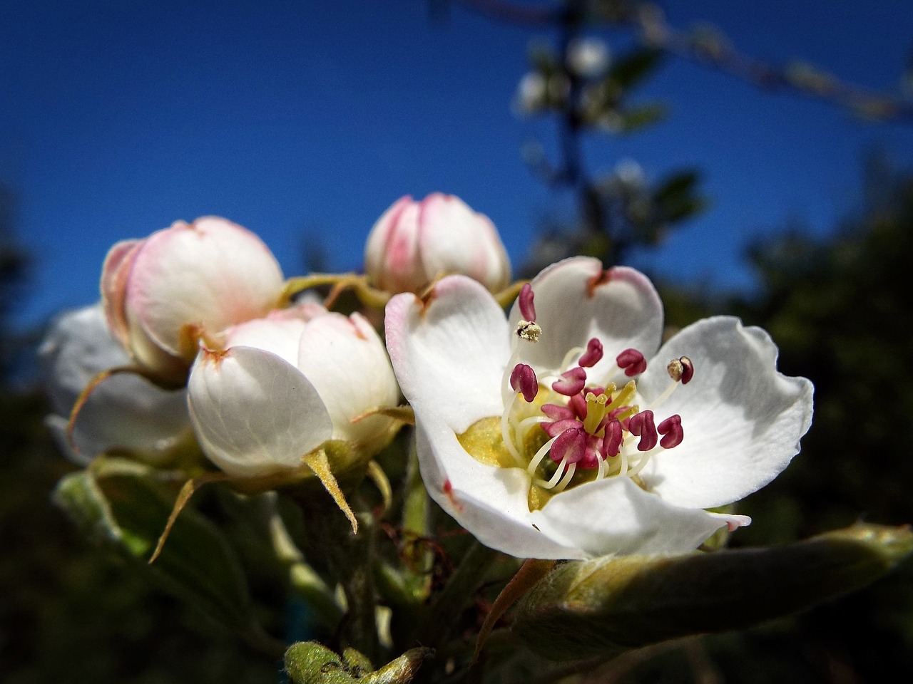 pear-tree tree fruit free photo