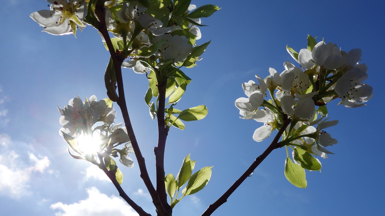 pear tree peer blossom free photo