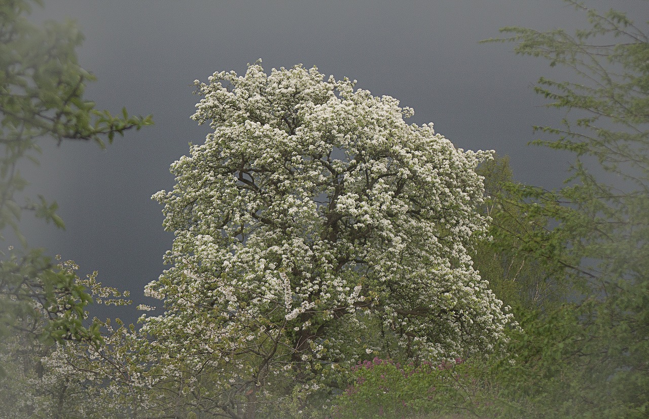 pear tree blossom bloom free photo