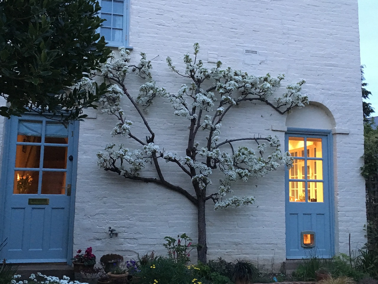 pear tree blossom white free photo