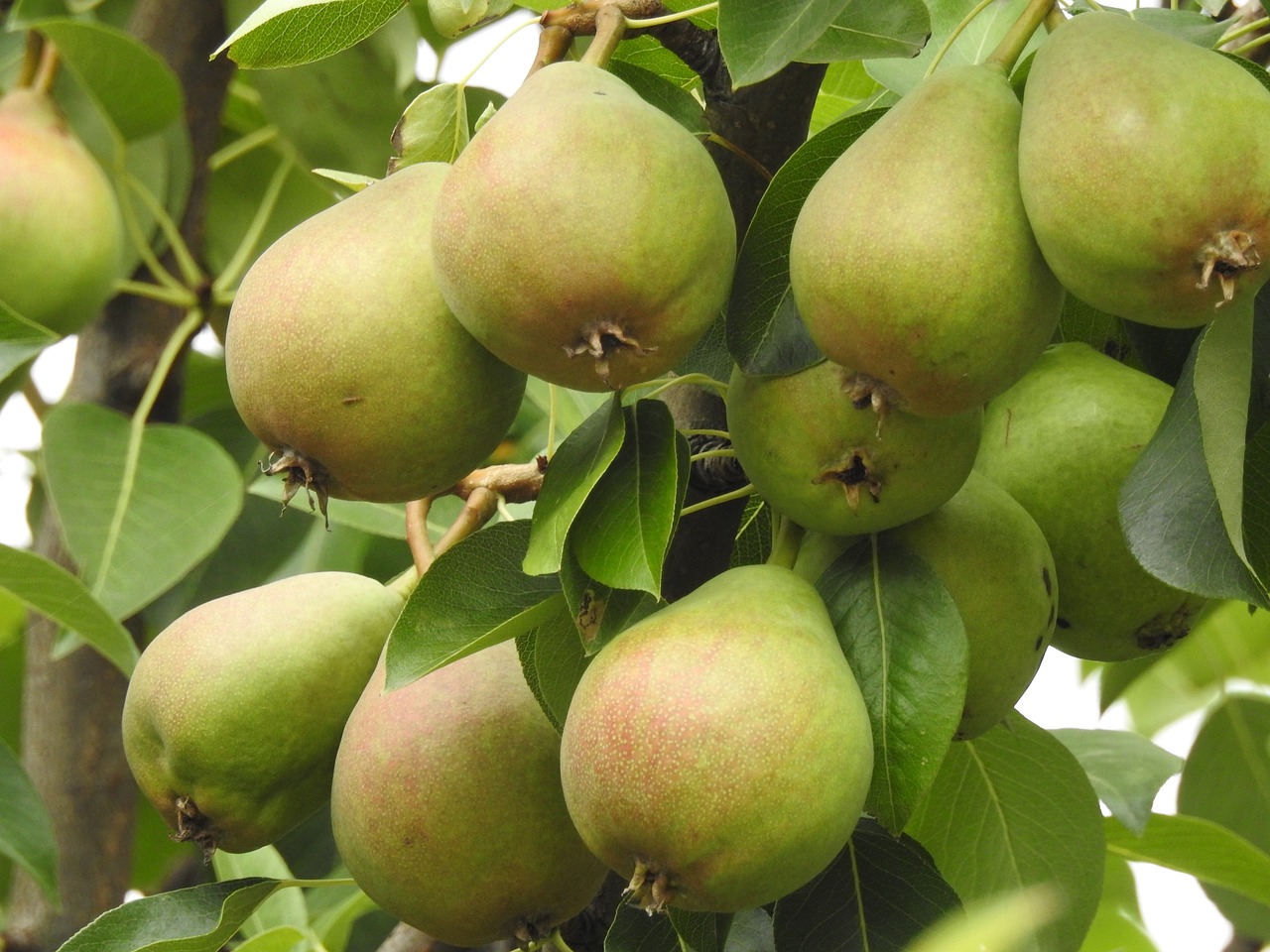 pear tree  pears  fruit tree free photo