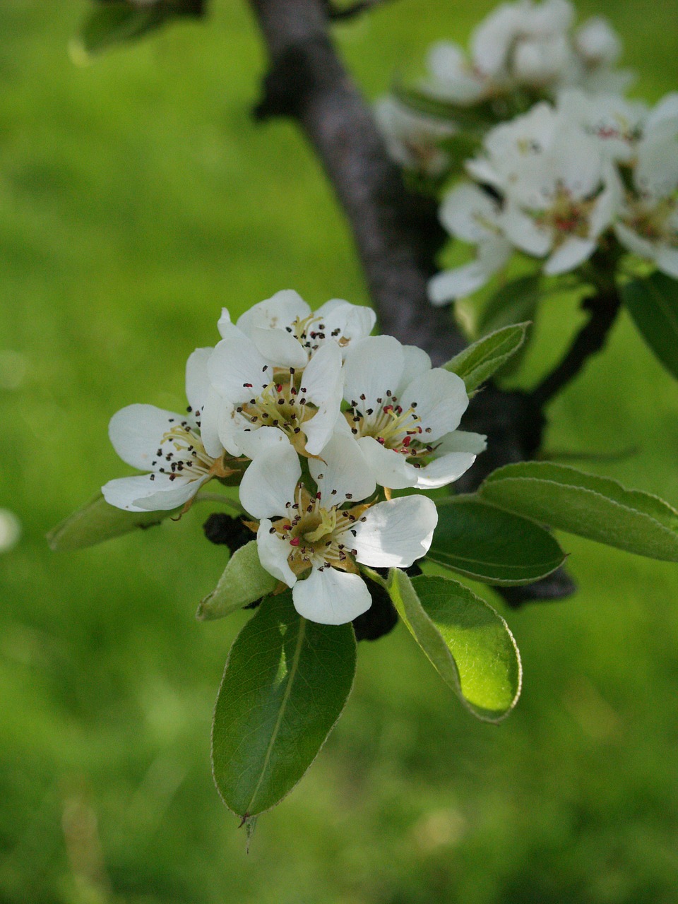 pear tree  tree  spring free photo