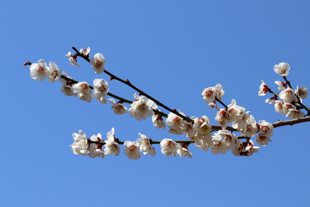 pear tree  flowers  spring free photo