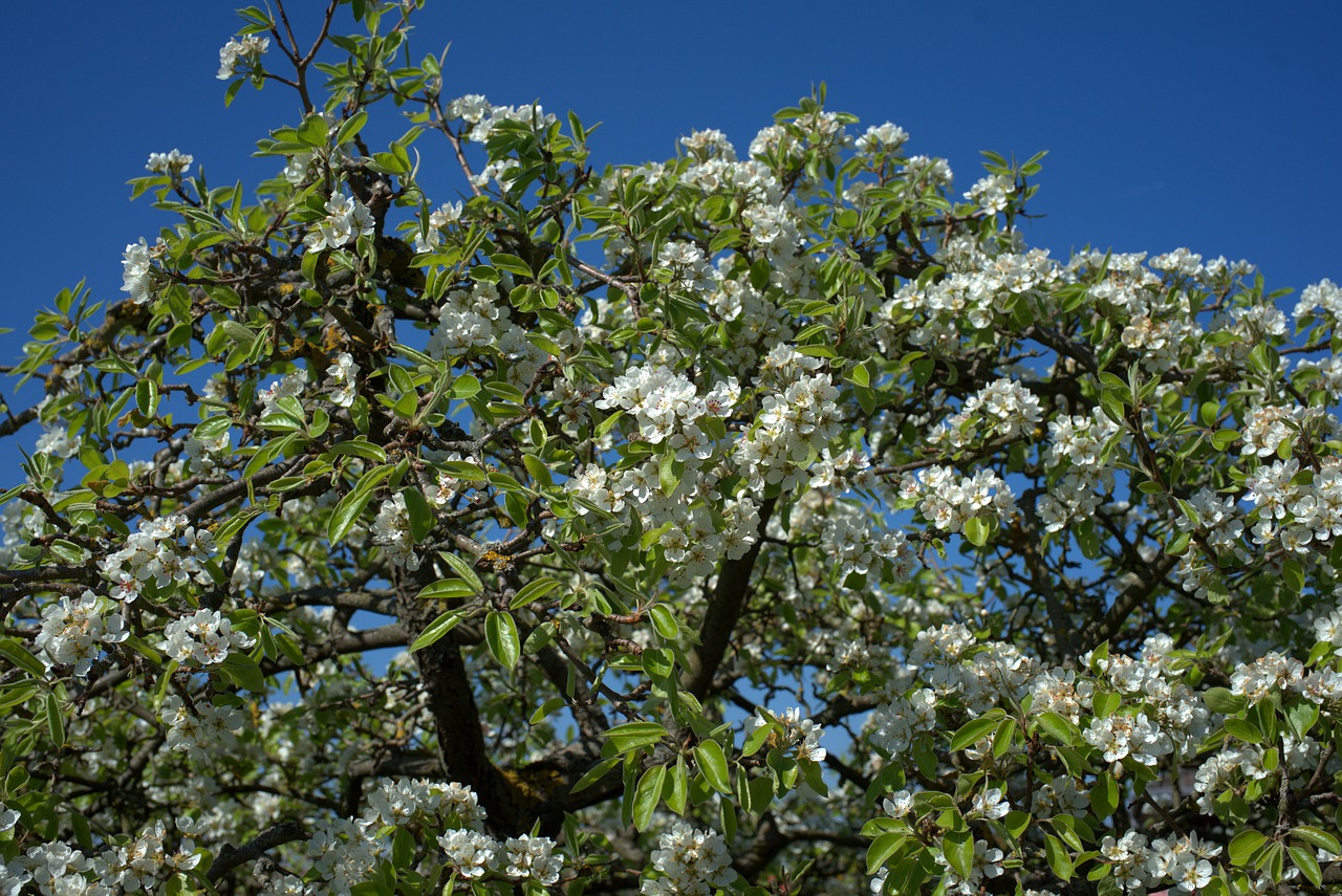 pear tree  pear blossom  spring free photo