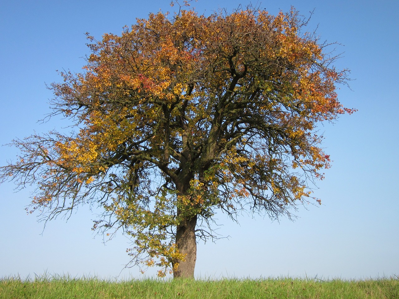 pear tree fruit tree free photo