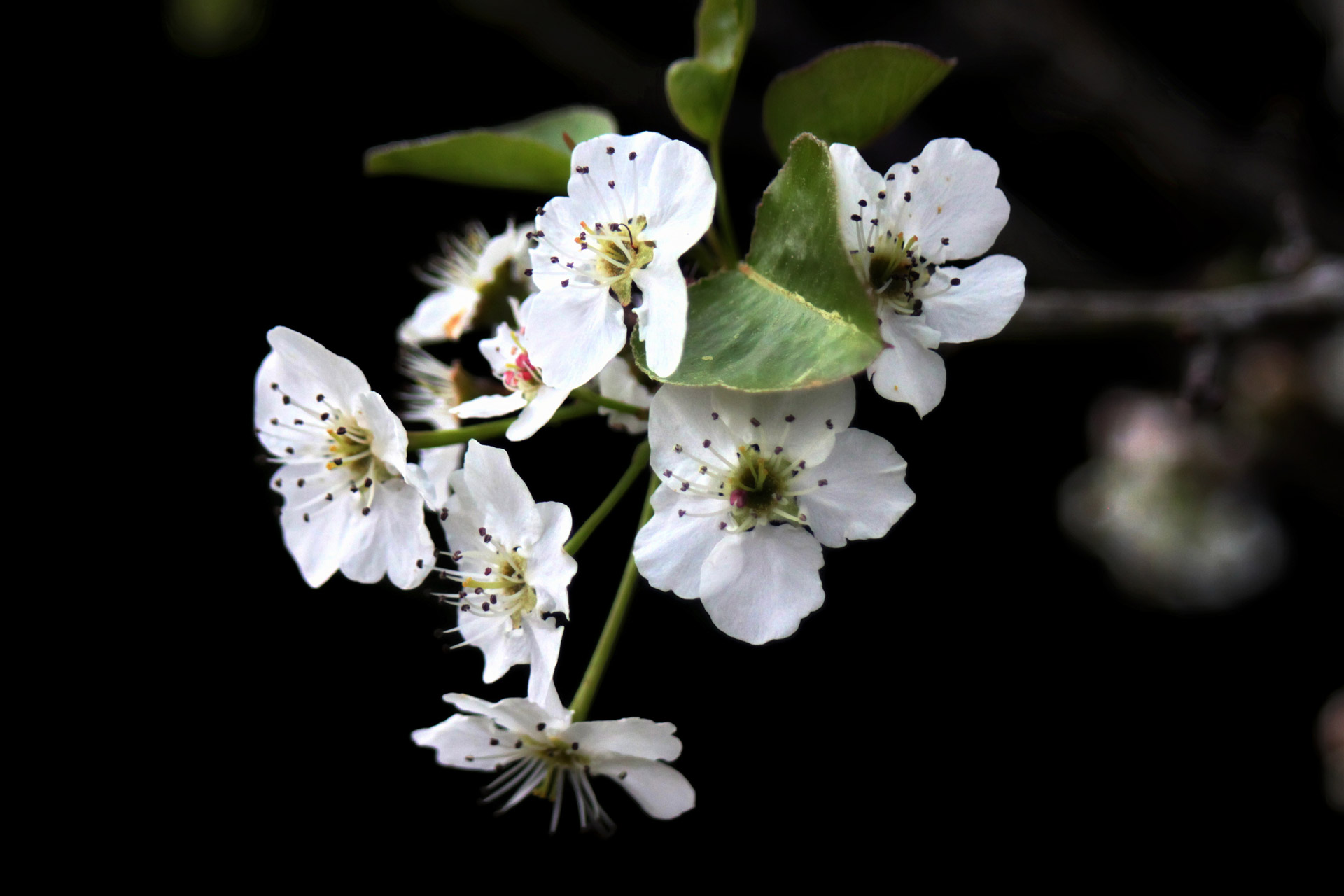 tree bloom pear free photo