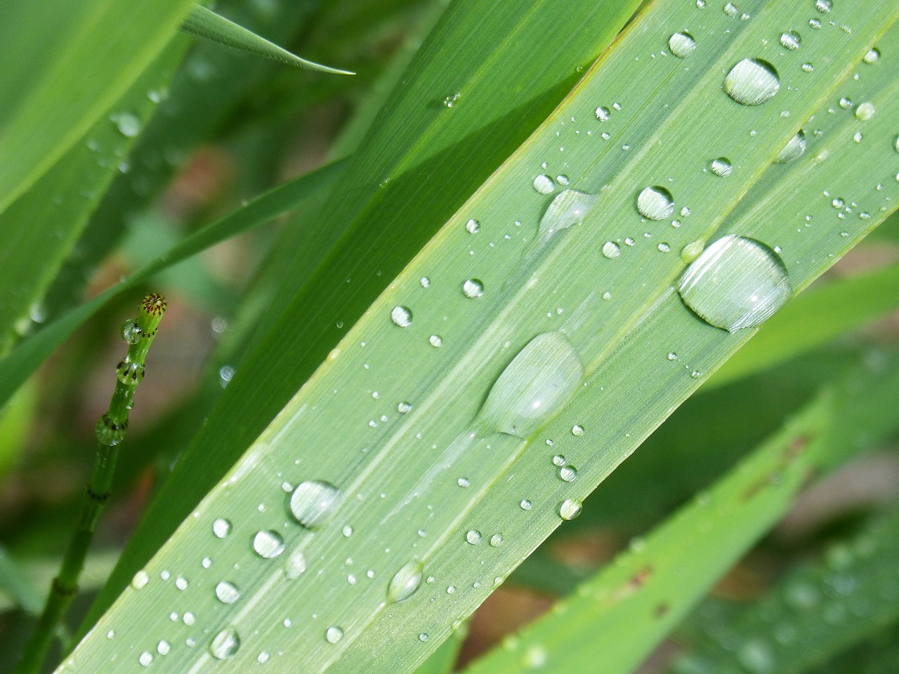 pearl  rain  rocio free photo