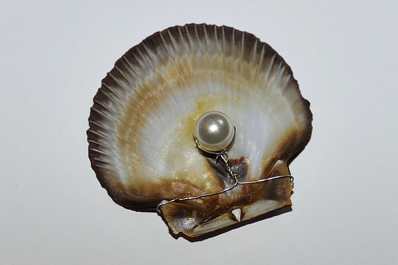 pearl valuable nature free photo