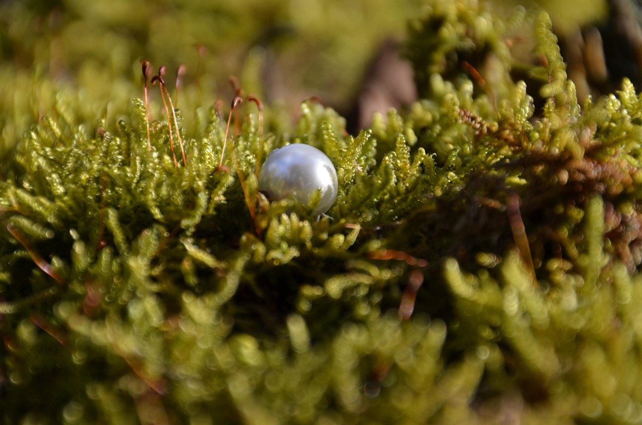 pearl moss treasure free photo
