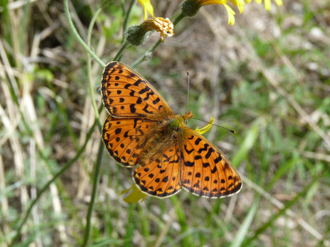 pearl-bordered fritillary butterfly insect free photo