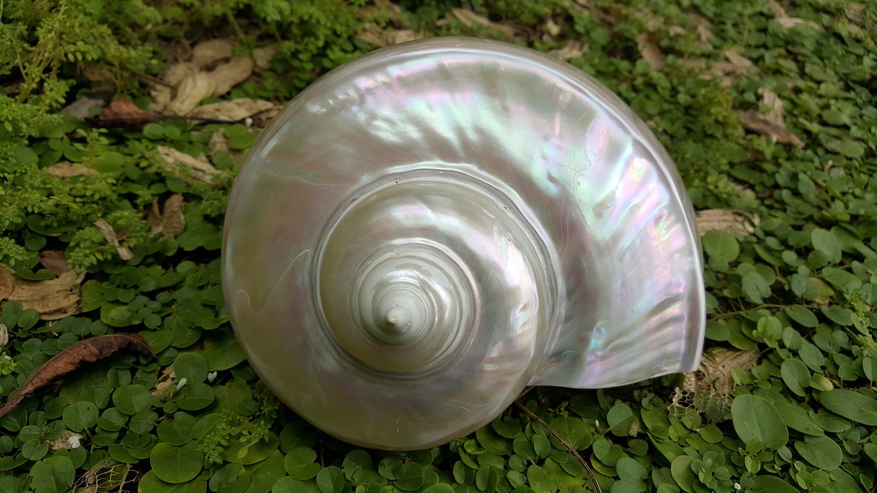 pearl fire oud shells nautilus sea free photo