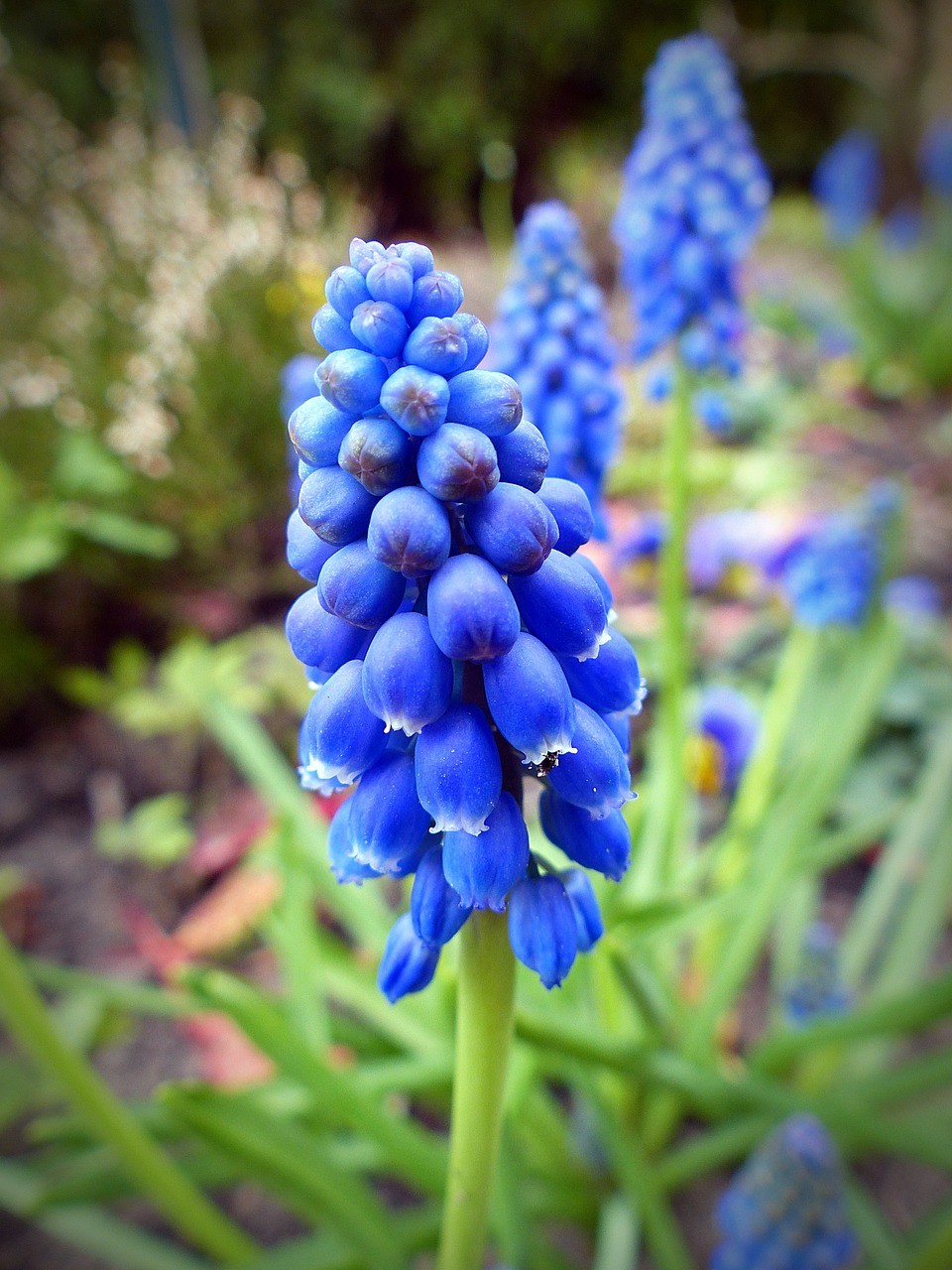 pearl flower flower blossom free photo