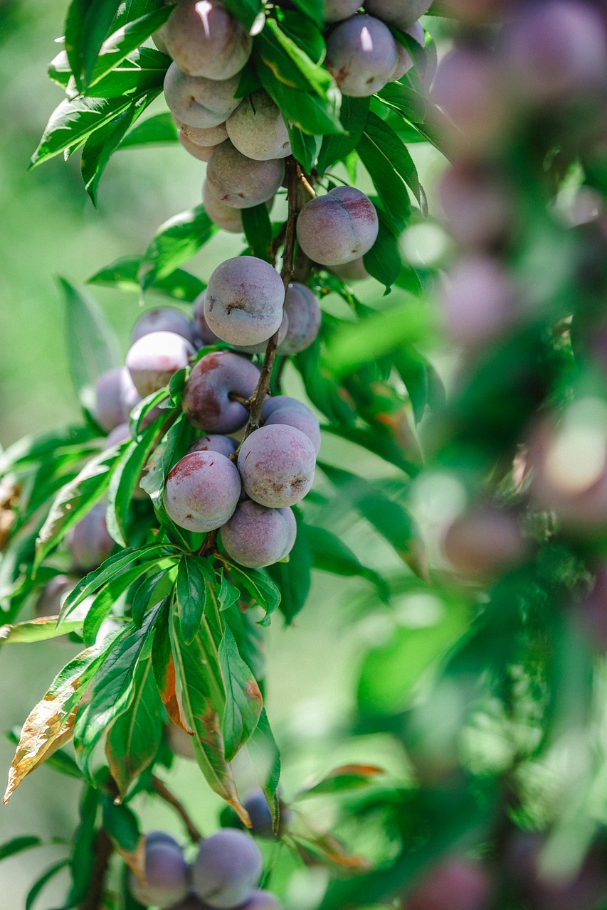 pearl lee plum guangxi free photo