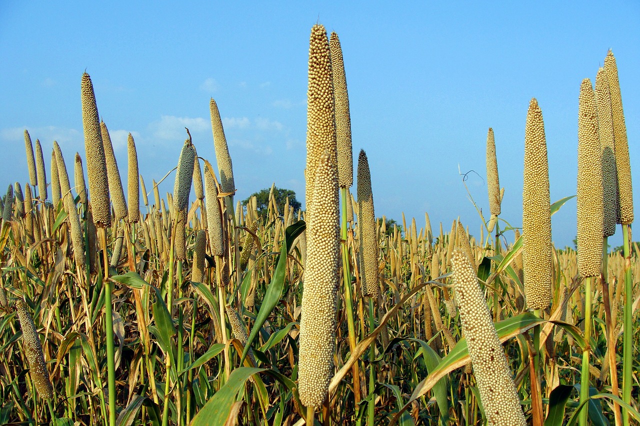 pearl millet bajra cultivation free photo