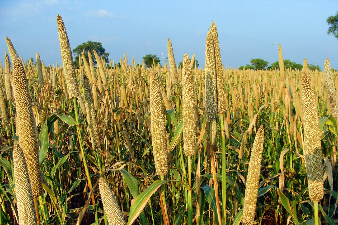 pearl millet bajra cultivation free photo