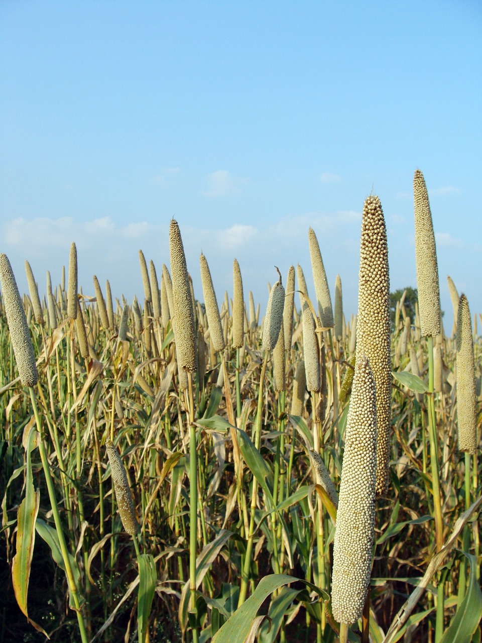 pearl millet bajra cultivation free photo