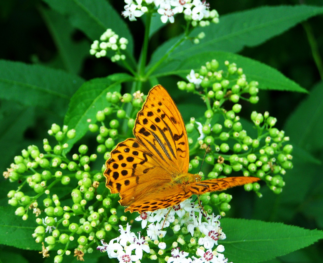 pearl moth insect nature free photo