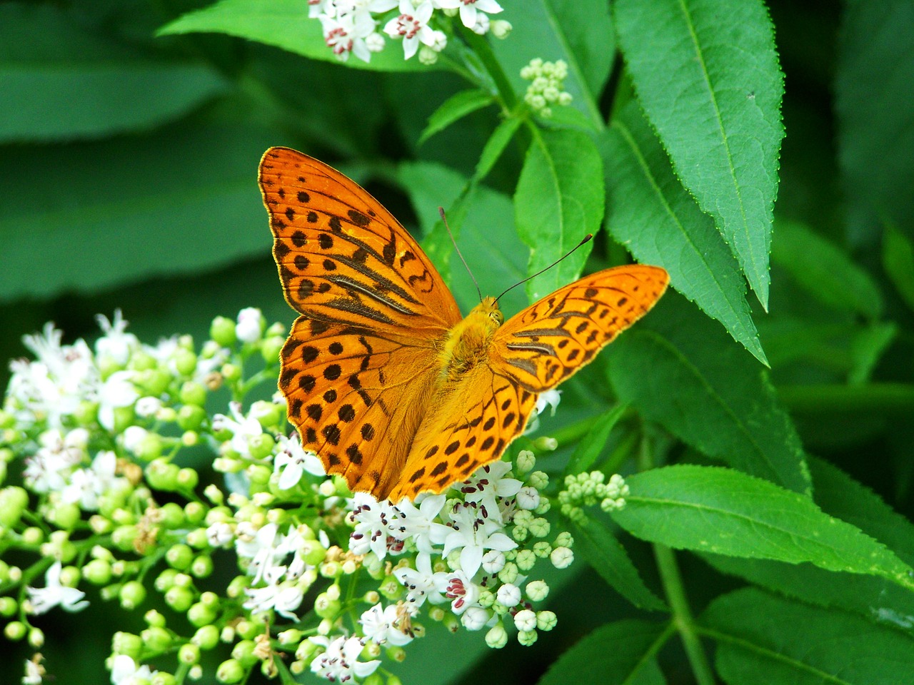 pearl moth insect nature free photo