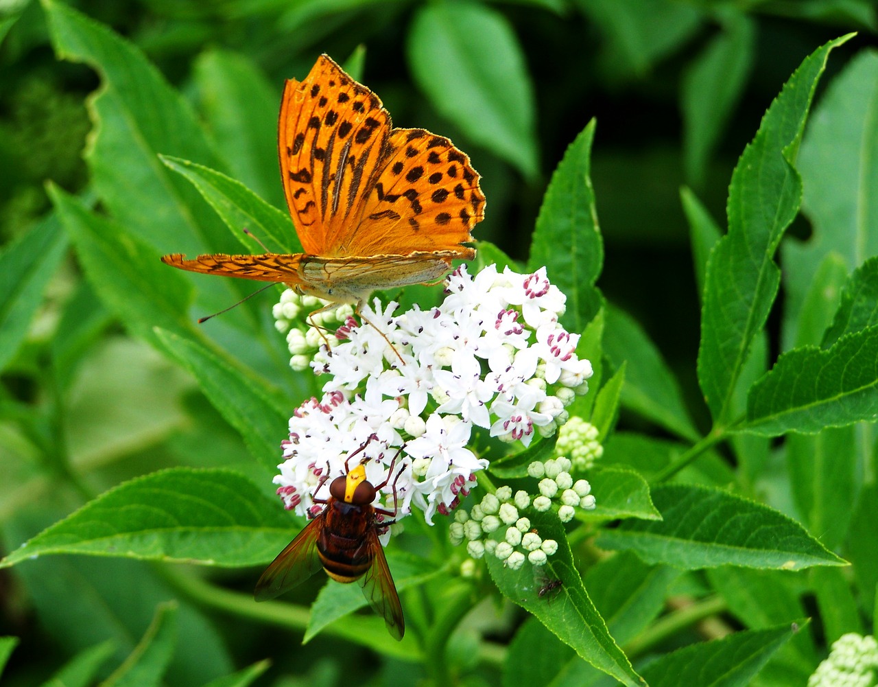 pearl moth insect nature free photo