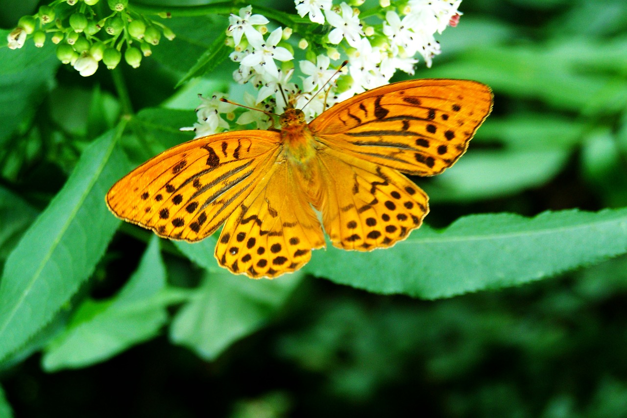 pearl moth butterfly insect free photo