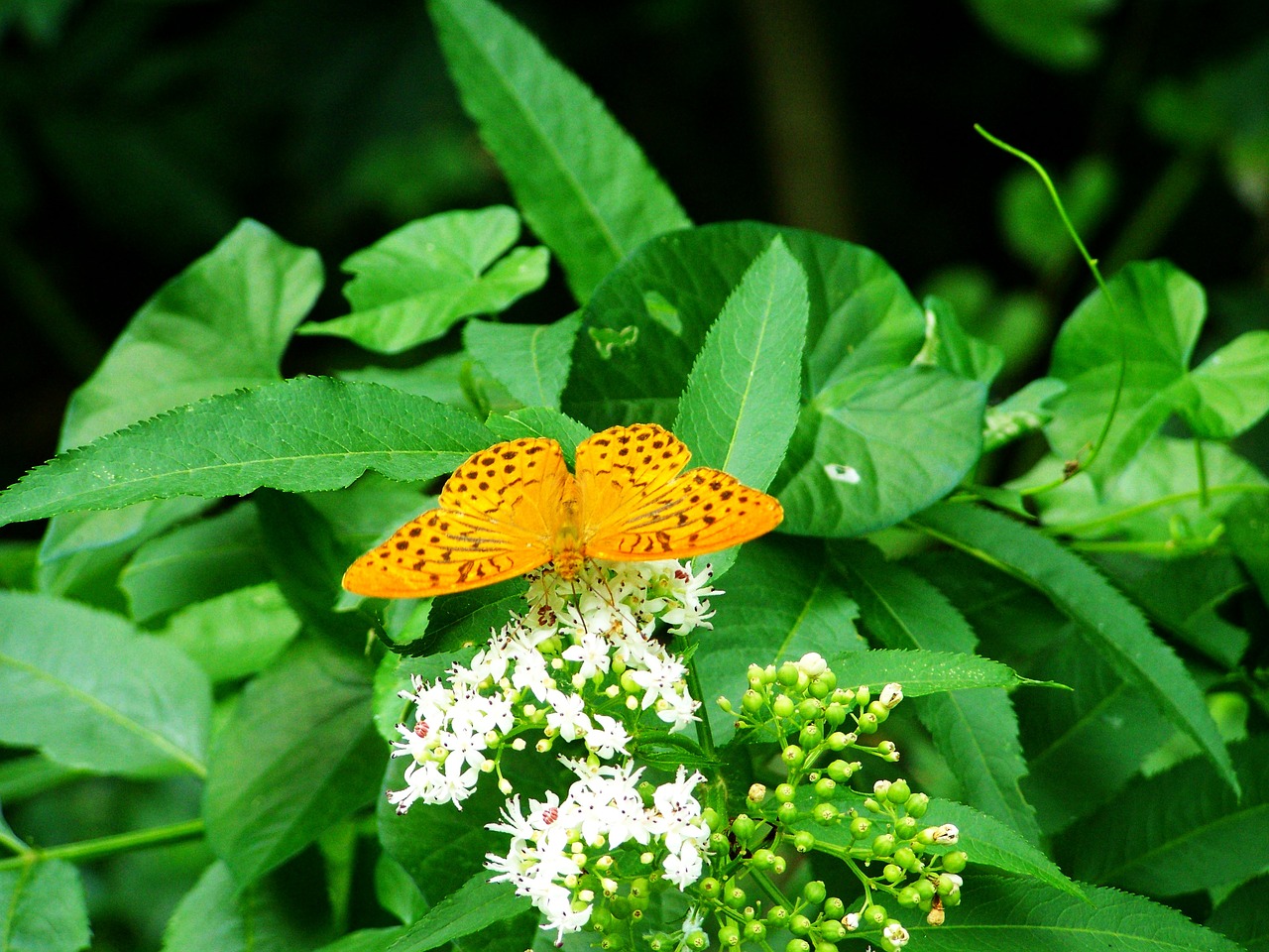 pearl moth butterfly insect free photo