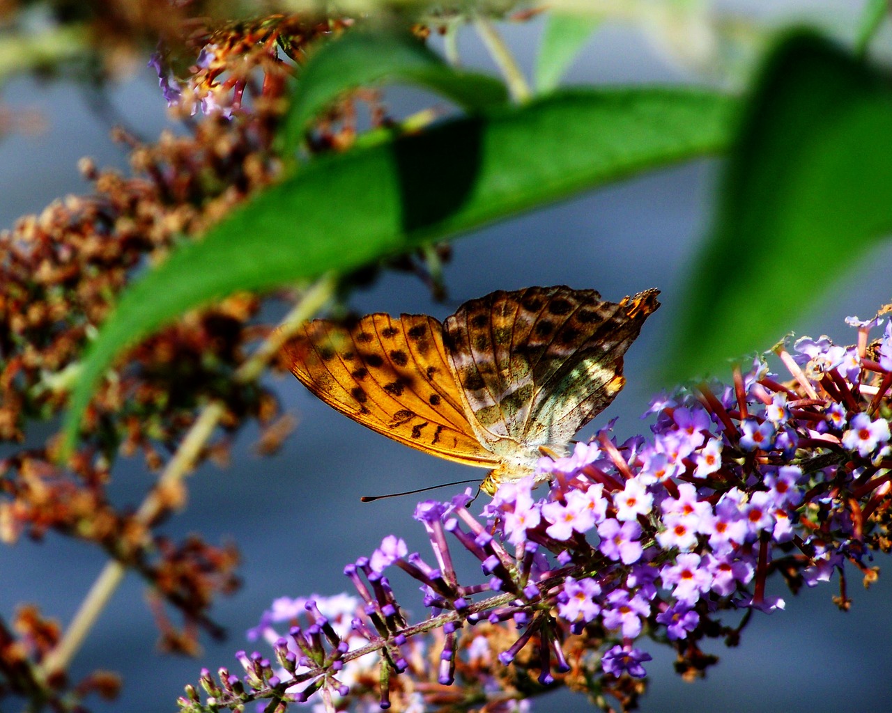 pearl moth butterfly insect free photo