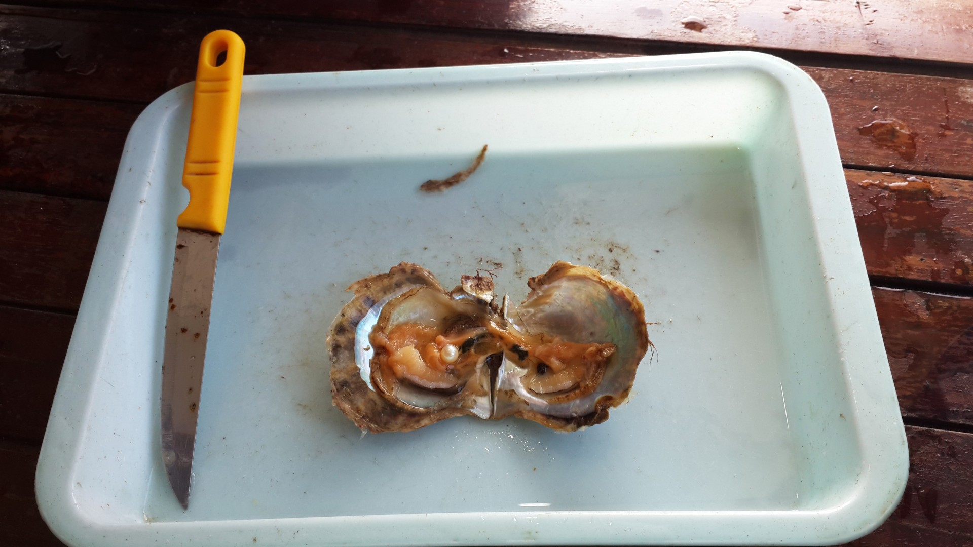 pearl oyster farming floating fishing village halong bay free photo