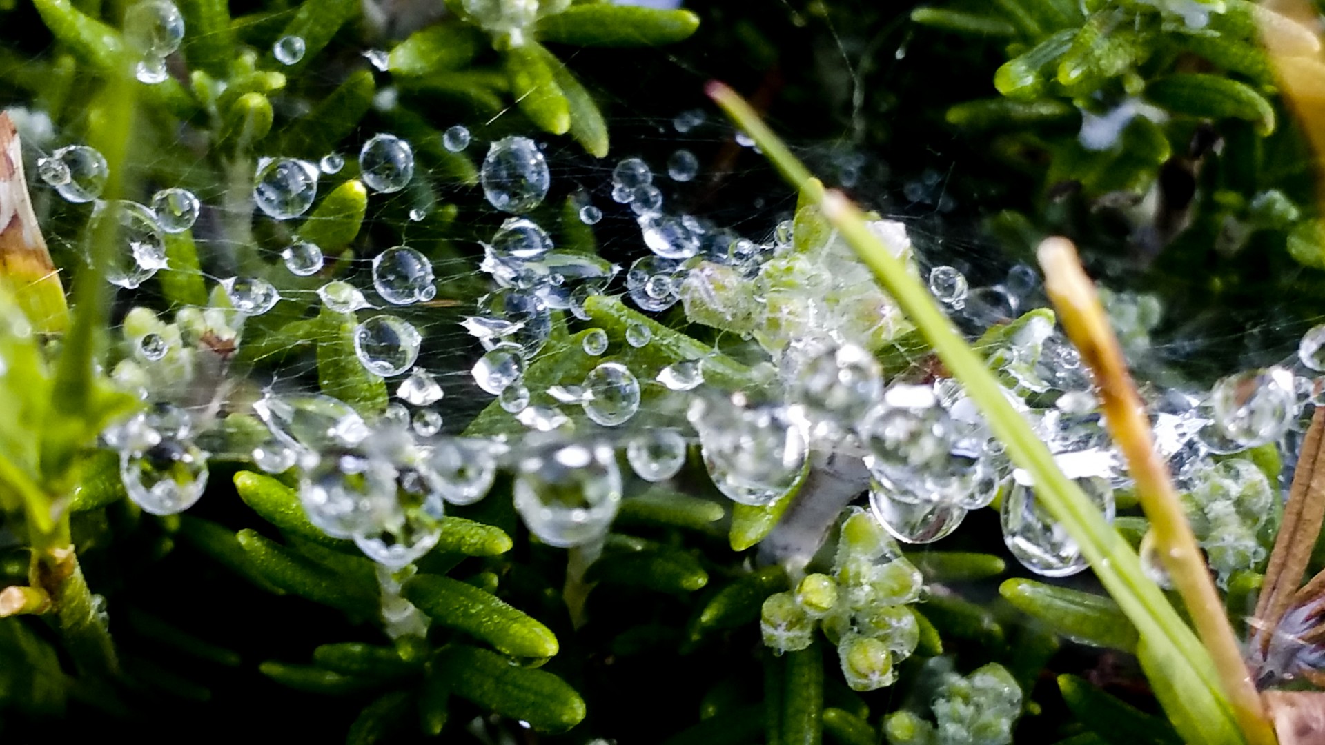 crystal water droplets free photo
