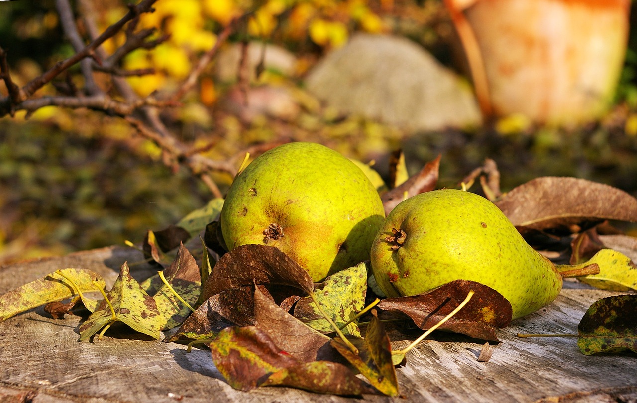 pears harvest fruit free photo