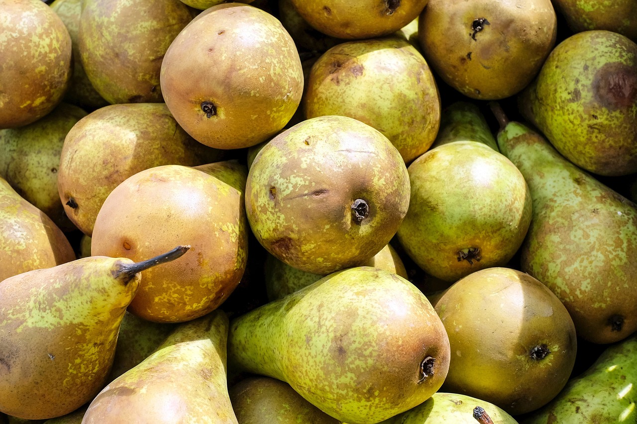 pears fruit ripe free photo