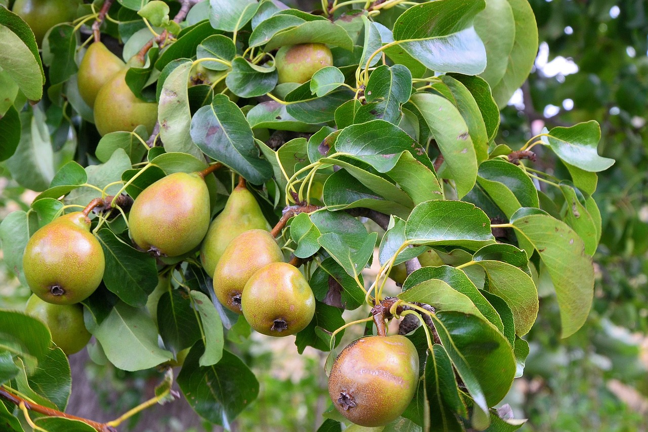 pears pear fruit free photo