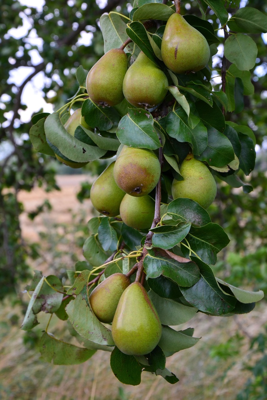 pears pear orchard free photo