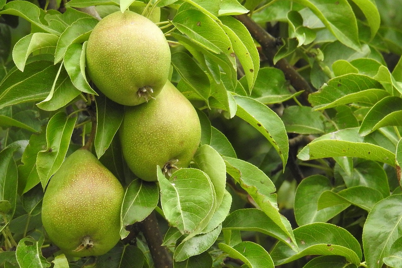 pears pear fruit free photo