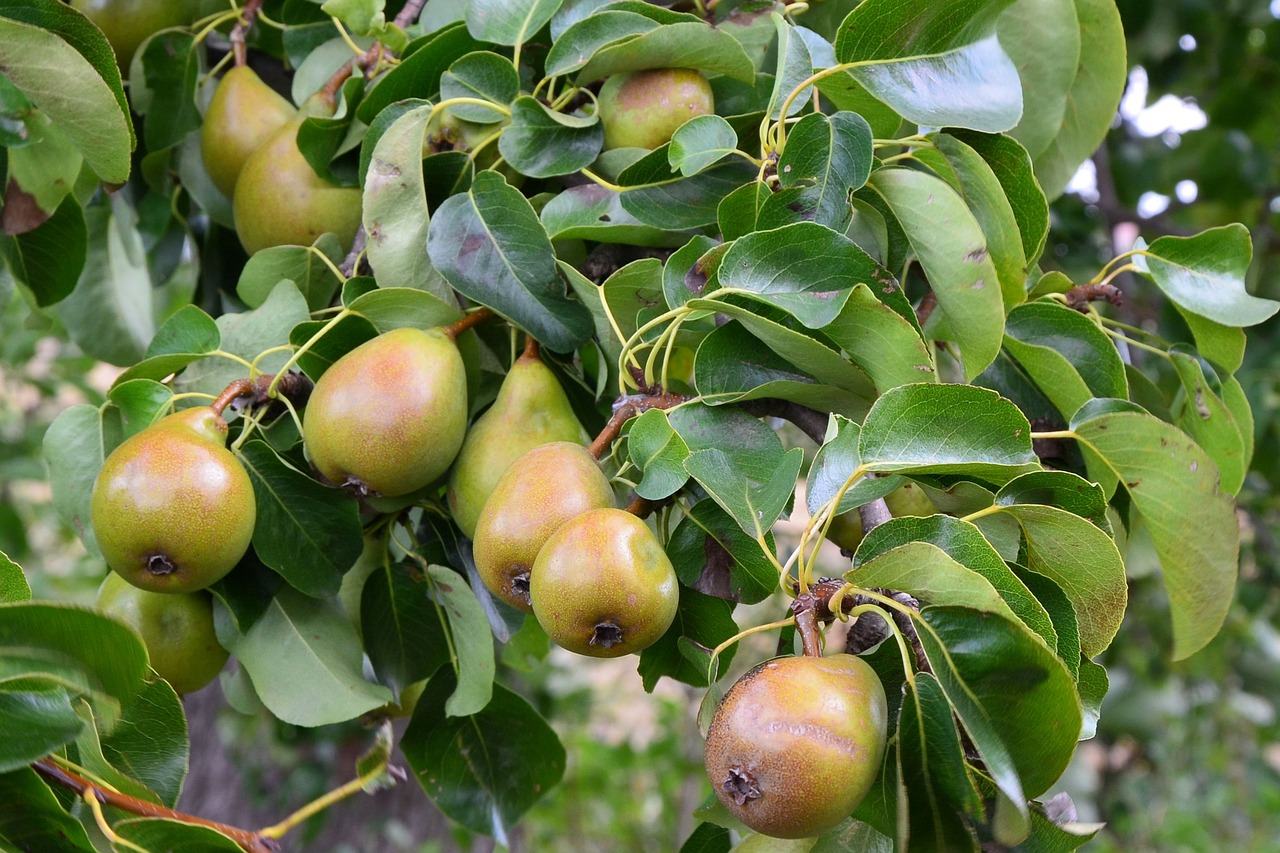 pears pear branch free photo