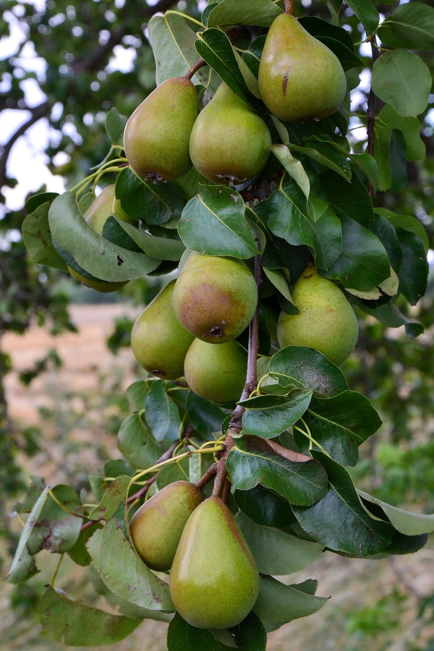 pears pear branch free photo