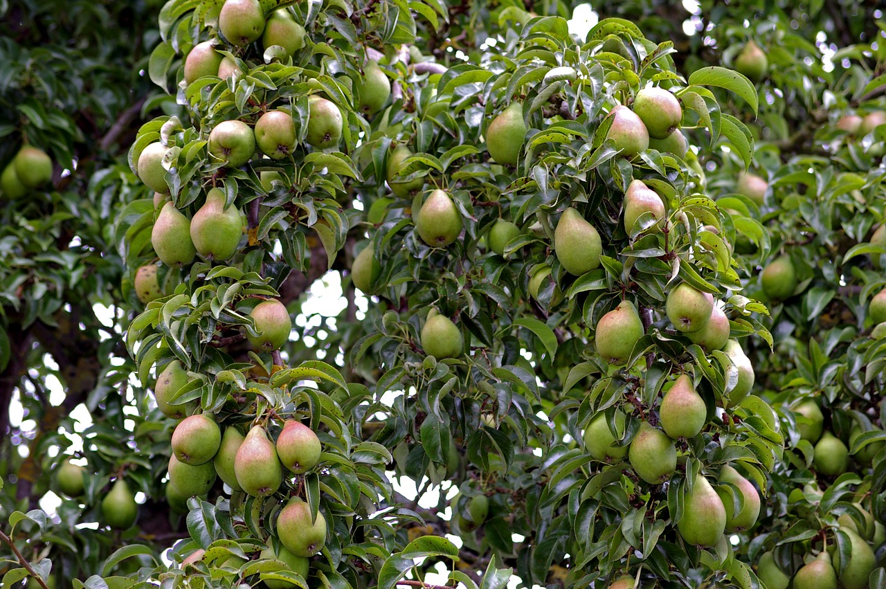 pears pear harvest free photo