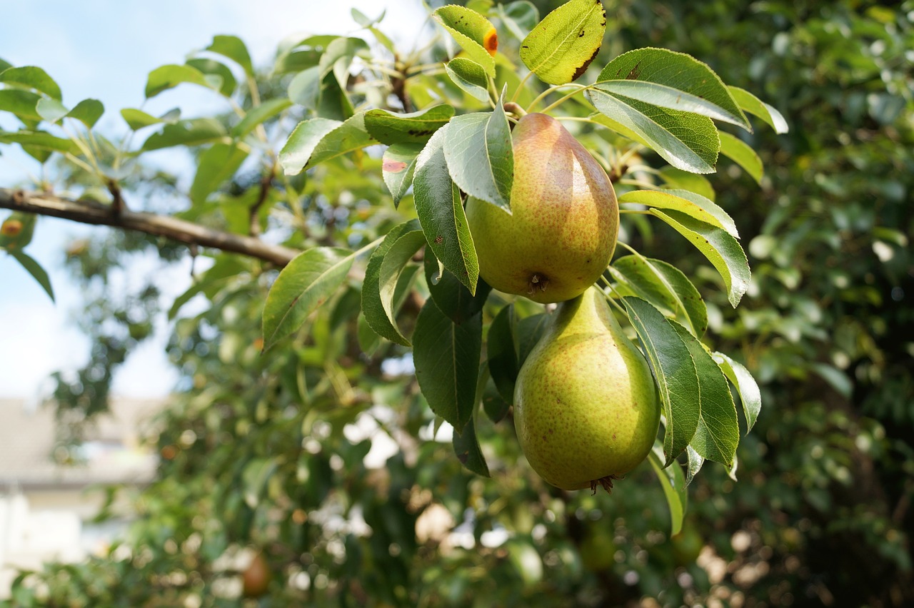 pears fruit pear tree free photo