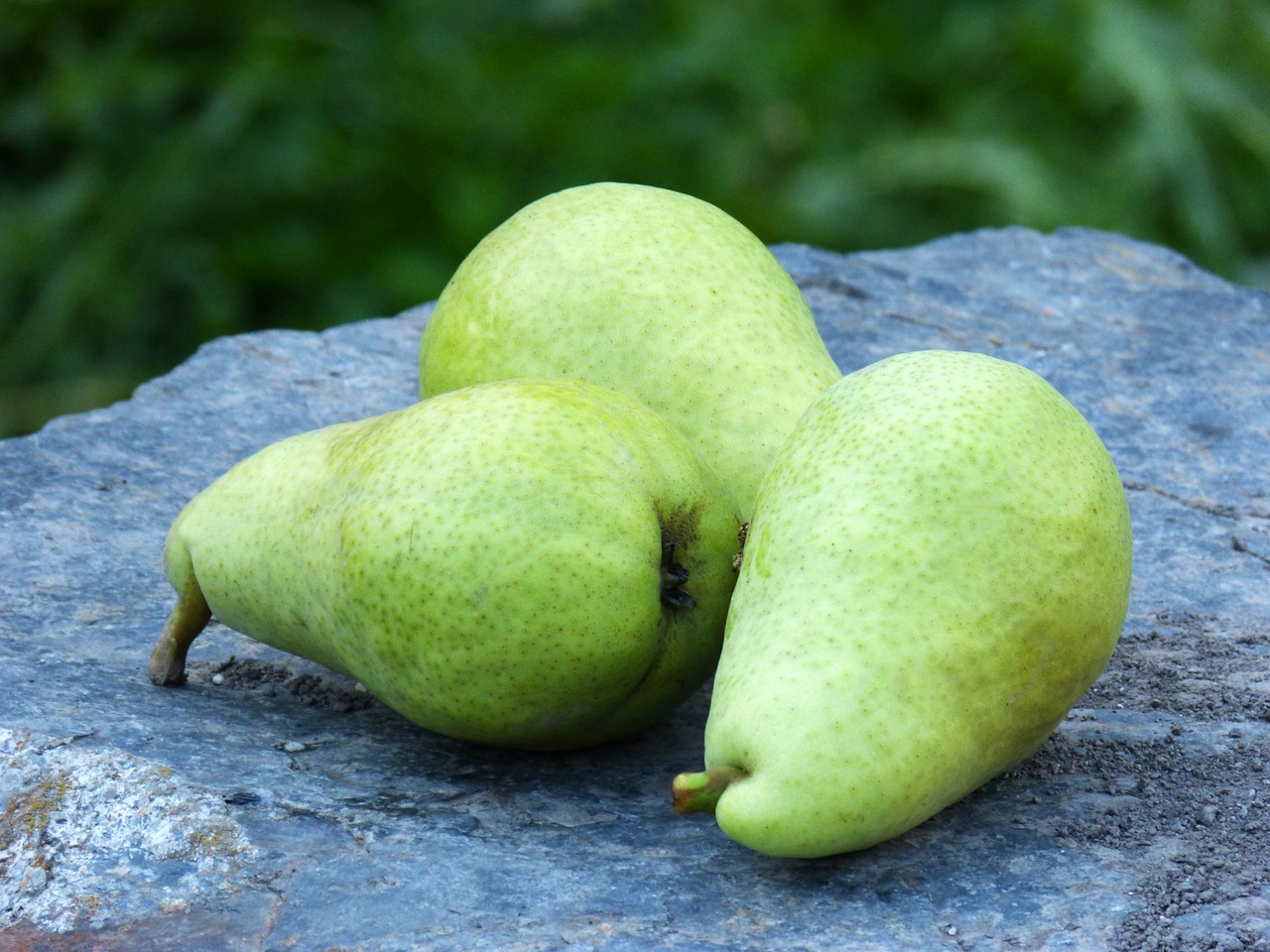 pears orchard fruit free photo