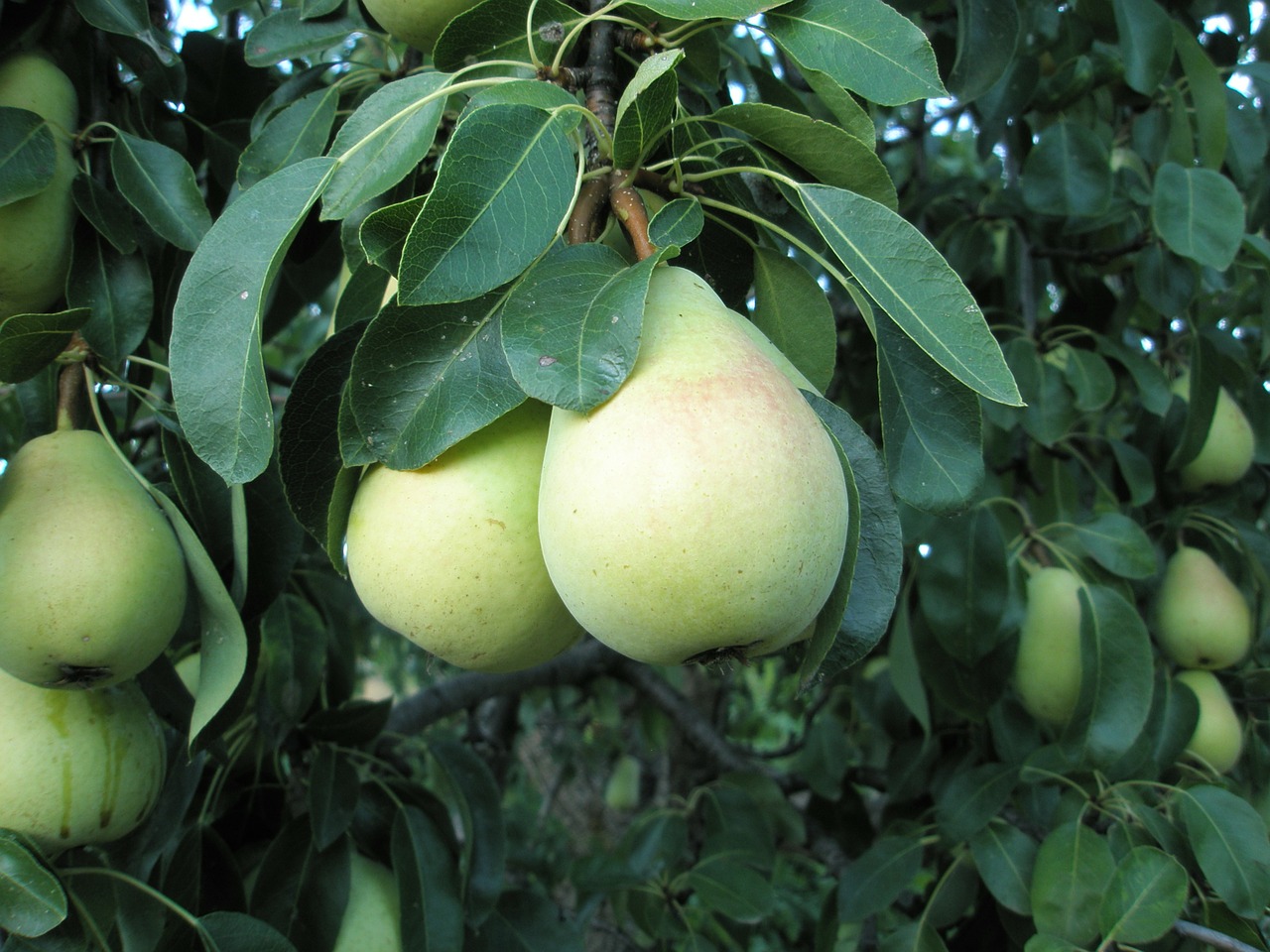 pears peral fruit free photo