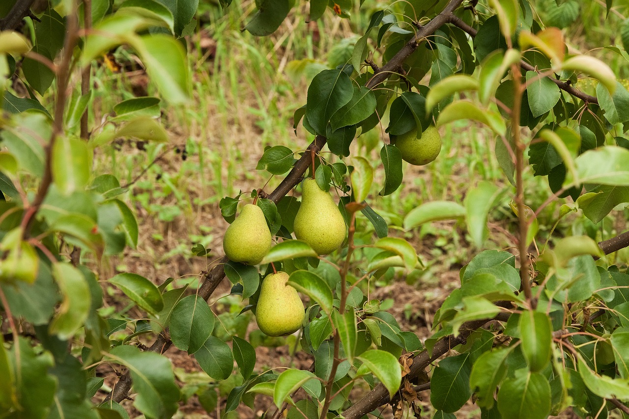 pears harvest vegetable garden free photo