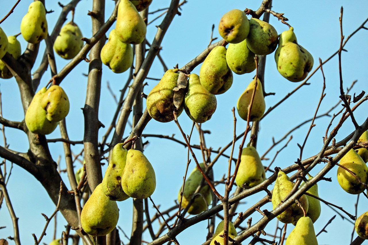 pears fruit fruits free photo