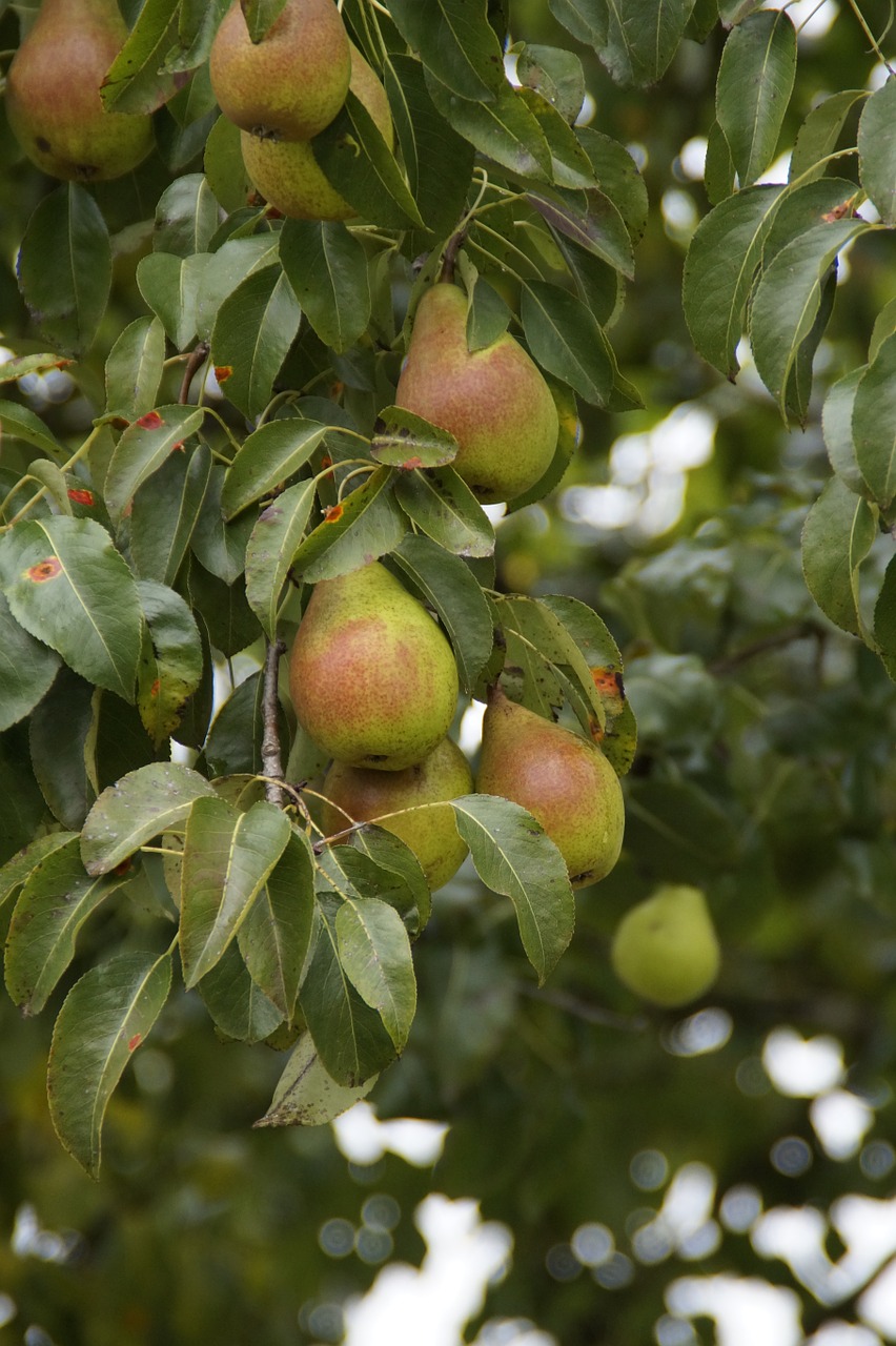 pears autumn pear free photo