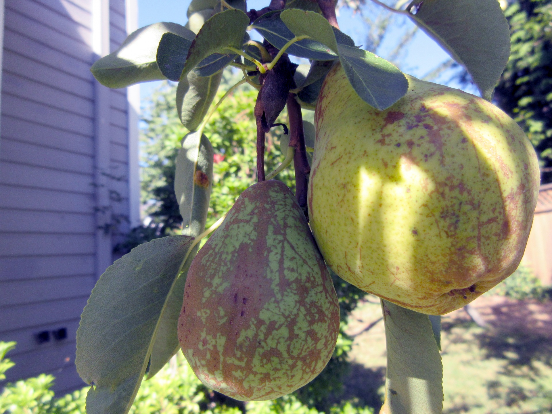 pears closeup garden free photo